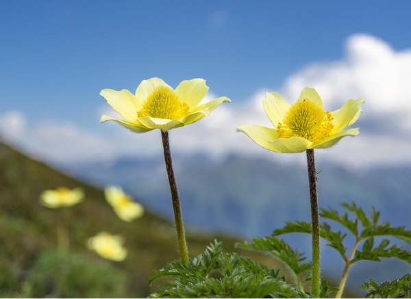 Quelle: pixabay-gsibergerin